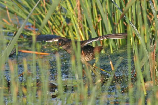 Spotted Crake