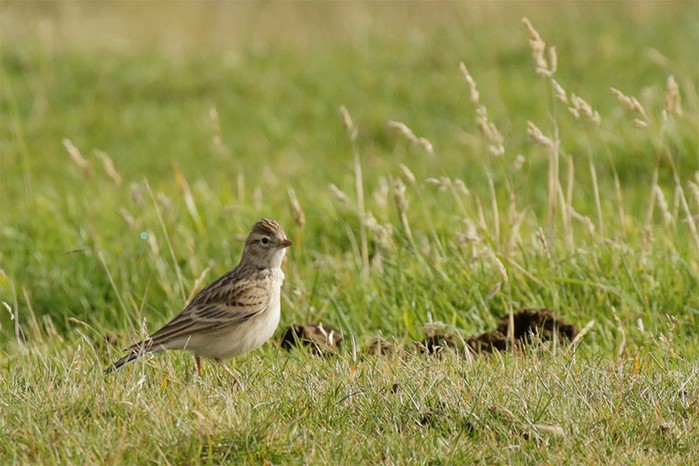 Short-toed Lark