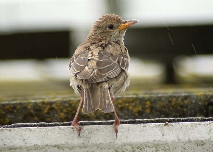 Rose-coloured Starling