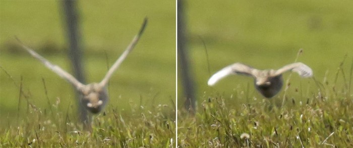 Great Snipe