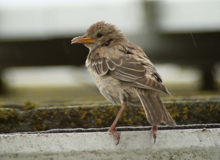 Rose-coloured Starling