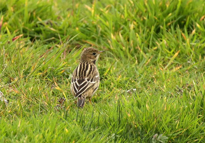 Red-throated Pipit