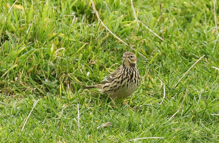 Red-throated Pipit