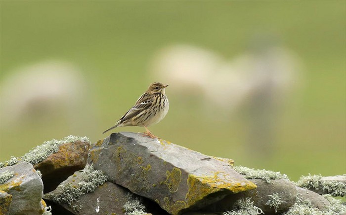 Red-throated Pipit