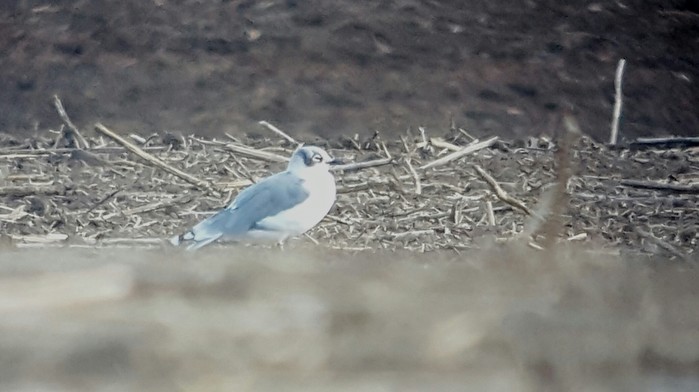 Franklin's Gull
