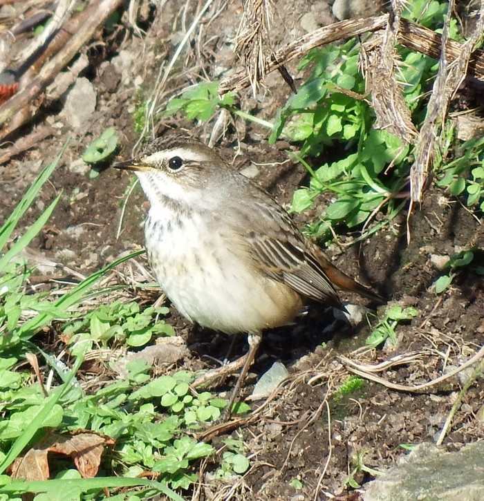 Bluethroat