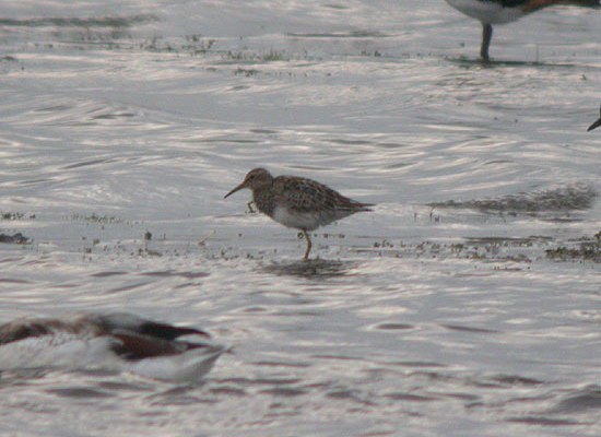 Pectoral Sandpiper