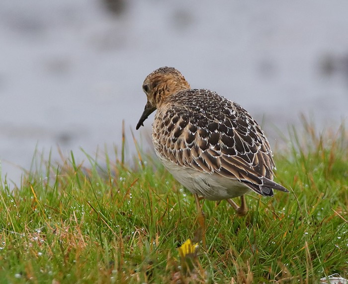 Buff-breasted Sandpiper