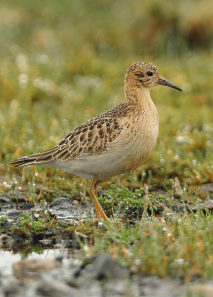 Buff-breasted Sandpiper