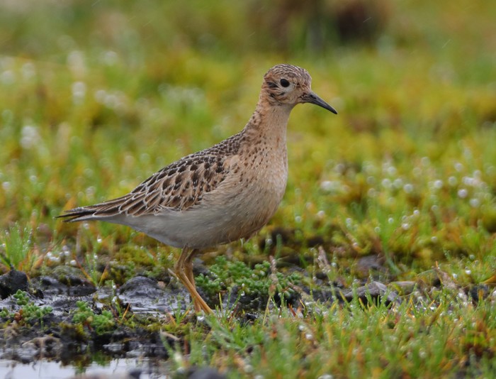 Buff-breasted Sandpiper