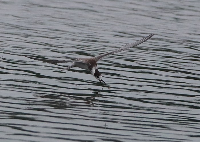 Black Tern