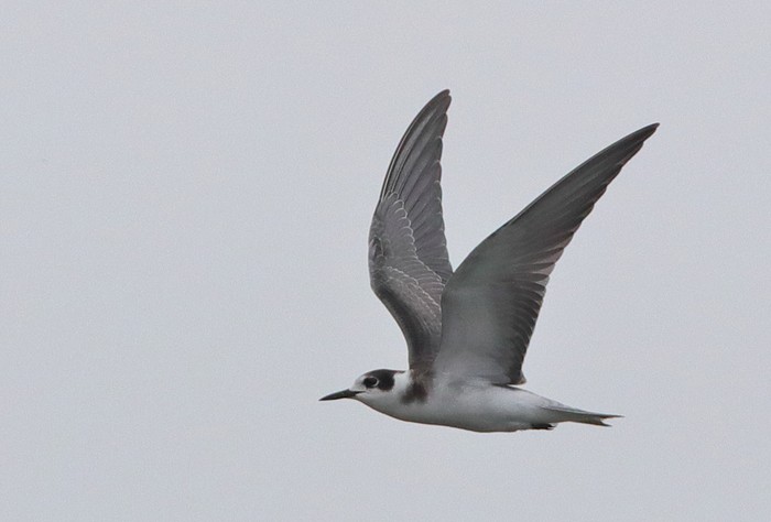 Black Tern