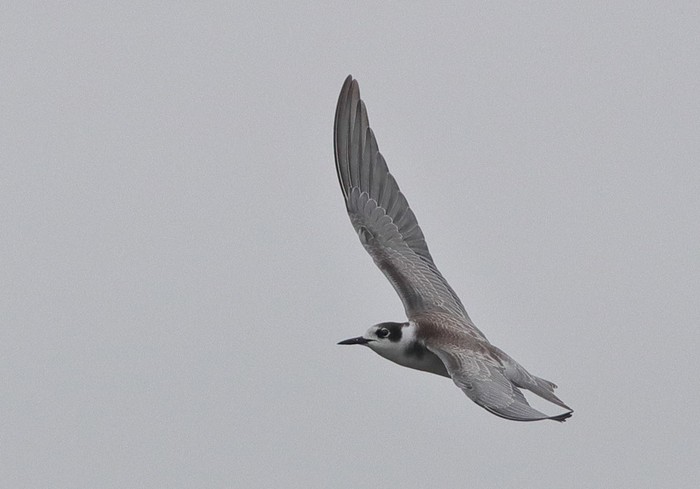 Black Tern