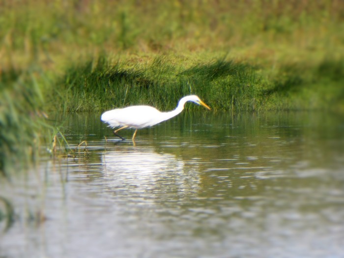 great white egret