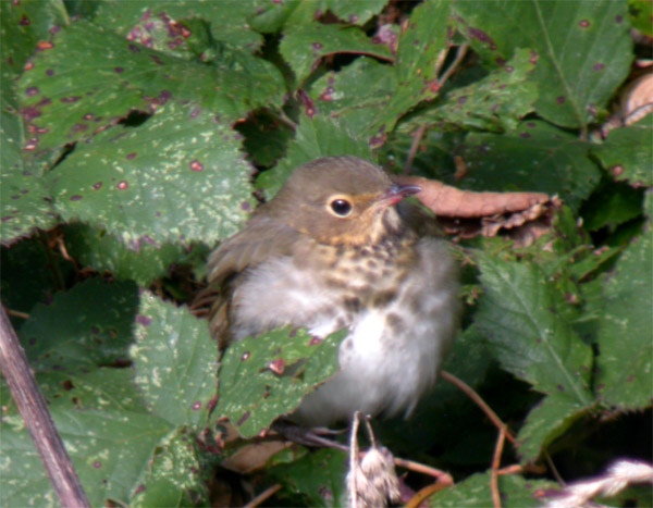 Swainson's Thrush