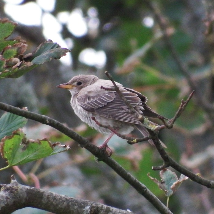 Rose-coloured Starling