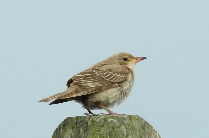 Rose-coloured Starling