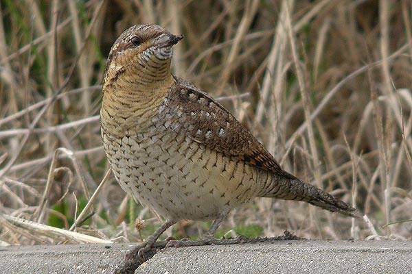 Wryneck