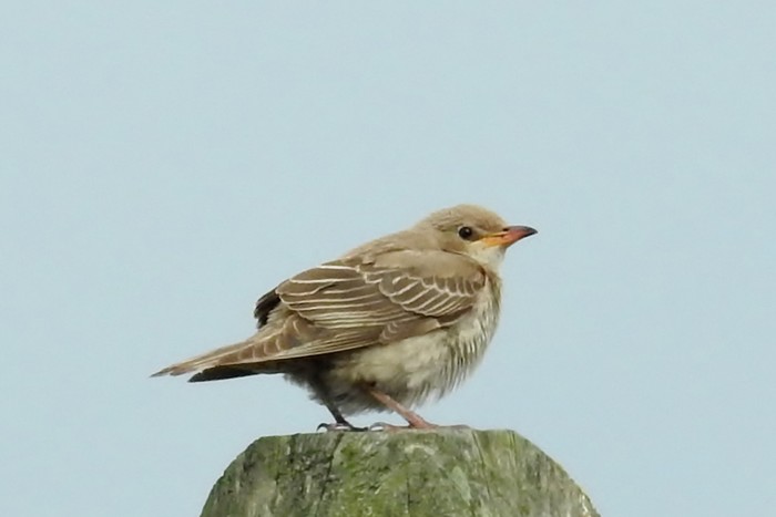 Rose-coloured Starling