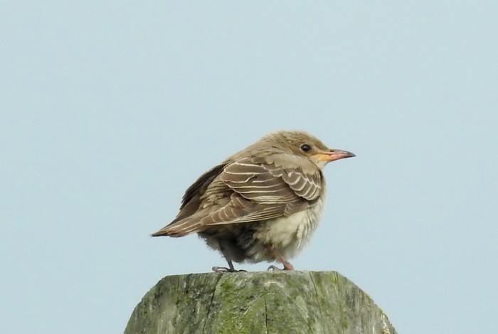 Rose-coloured Starling