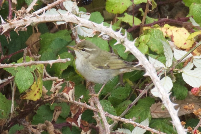 Arctic Warbler