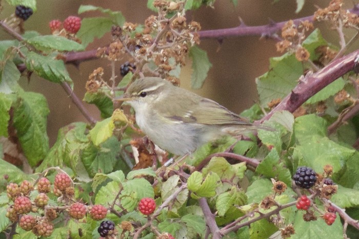 Arctic Warbler