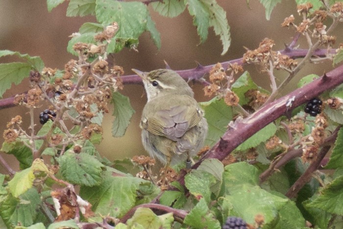 Arctic Warbler
