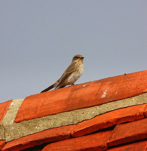 Spotted Flycatcher