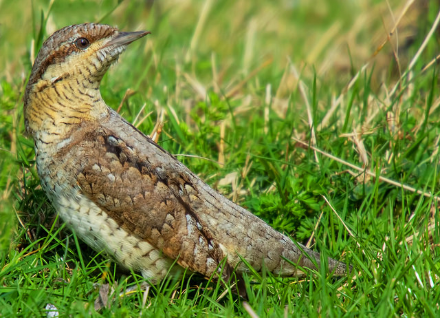 Wryneck