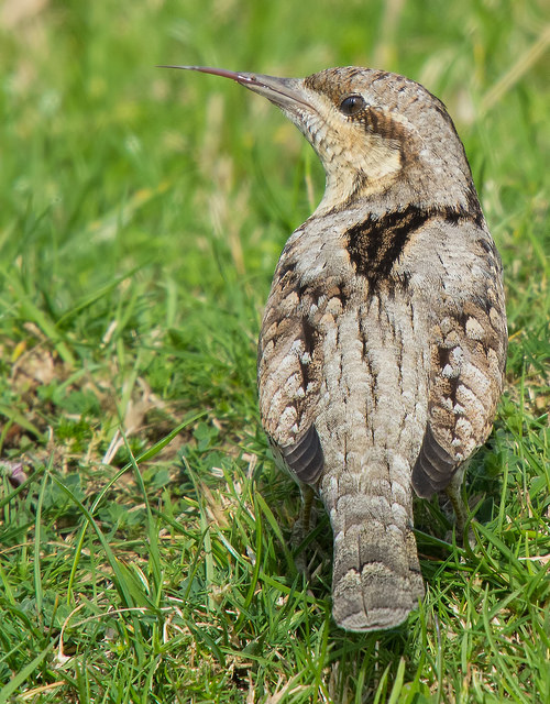 Wryneck