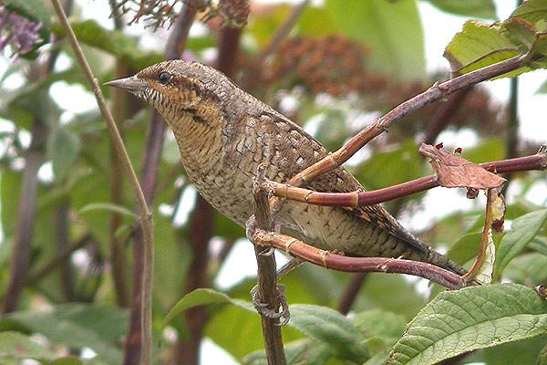 Wryneck