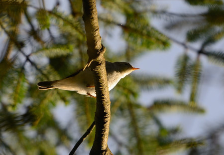 Western Bonelli's Warbler