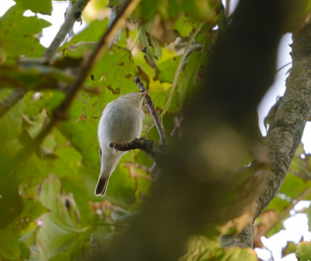 Western Bonelli's Warbler