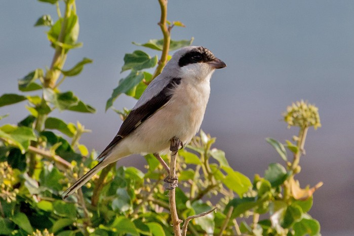 Lesser Grey Shrike
