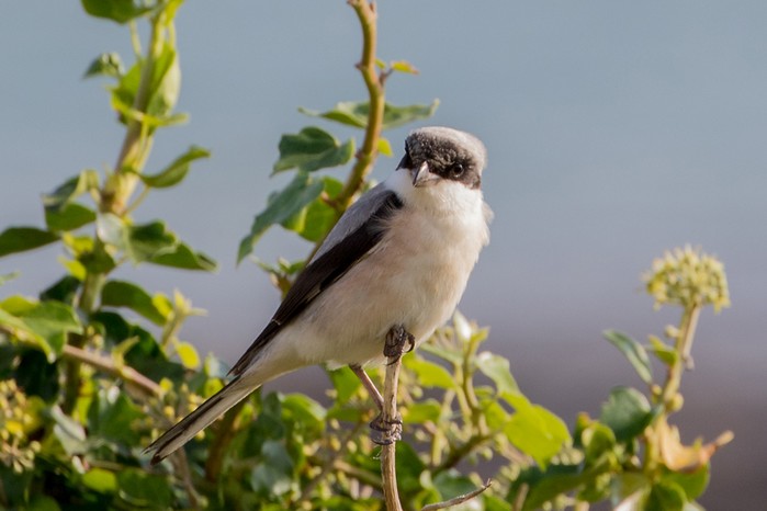 Lesser Grey Shrike