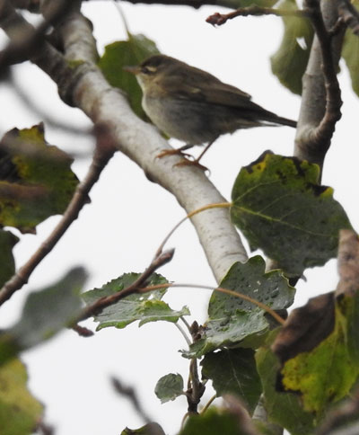 Arctic Warbler