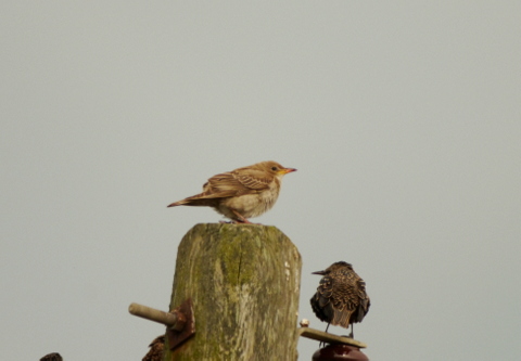 Rose-coloured Starling