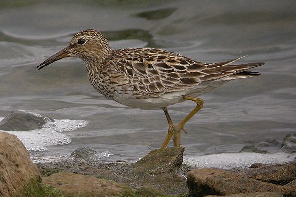 Pectoral Sandpiper