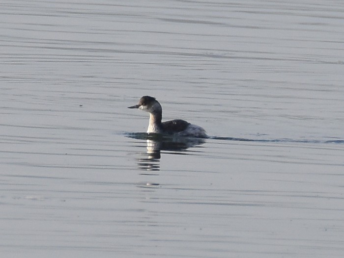 Black-necked Grebe
