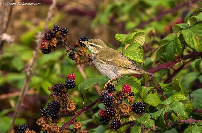 Arctic Warbler
