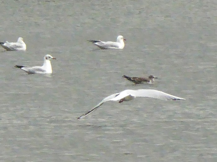 Sabine's Gull