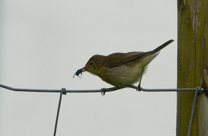 Melodious Warbler