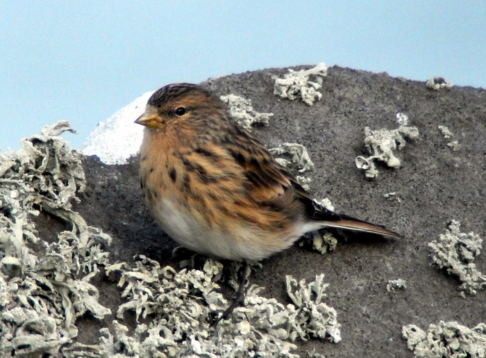 Twite