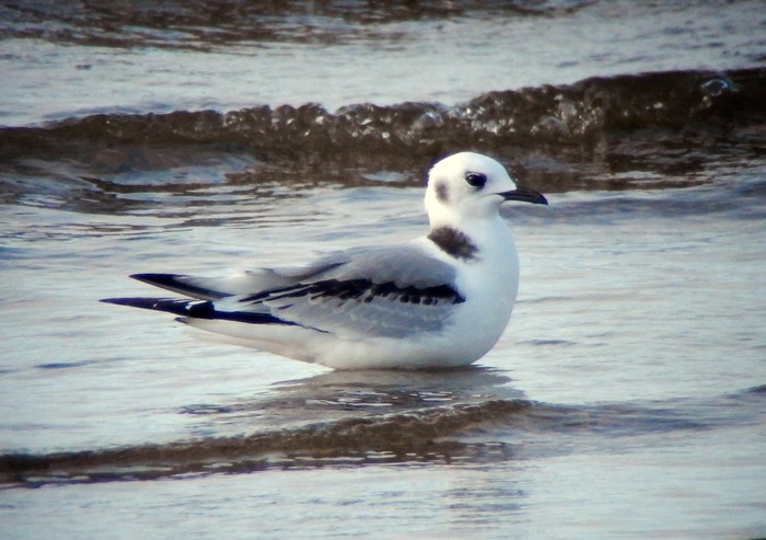 Kittiwake
