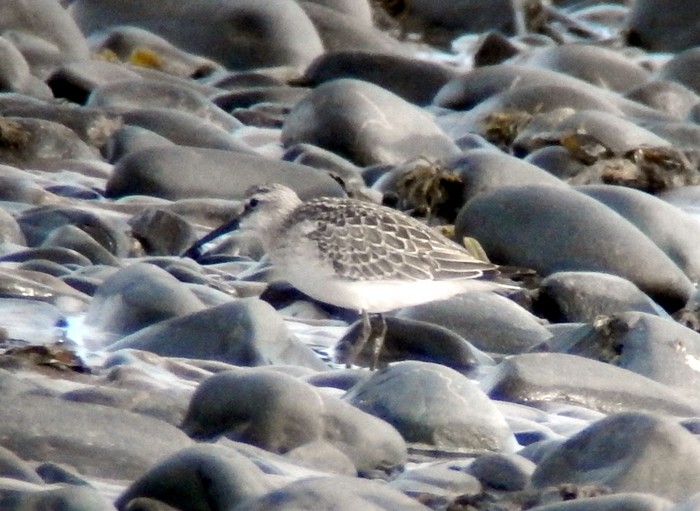 Curlew Sandpiper