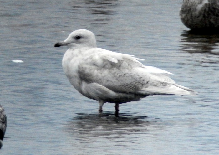 Iceland Gull