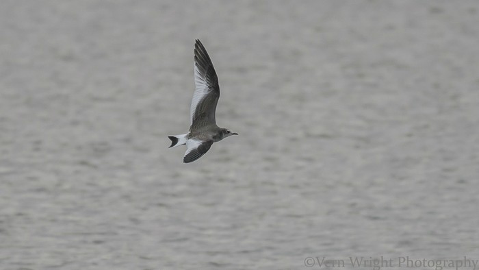 Sabine's Gull