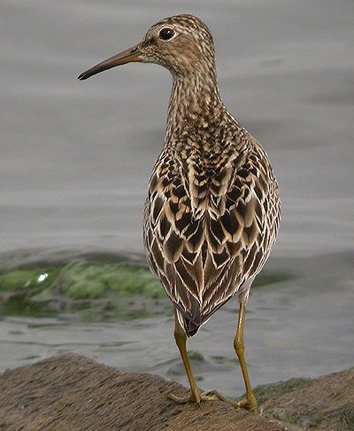 Pectoral Sandpiper
