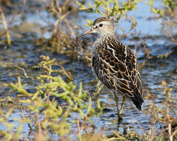 Pectoral Sandpiper