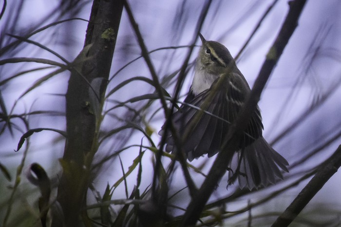 Yellow-browed Warbler